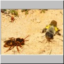 Nomada lathburiana - Wespenbiene w26a 10mm mit A-vaga - Halen.jpg